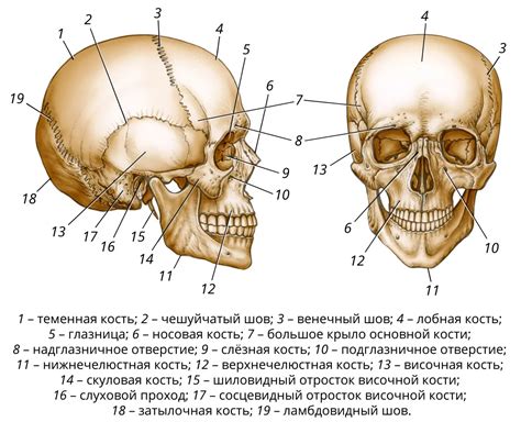 черепя|Череп – Уикипедия